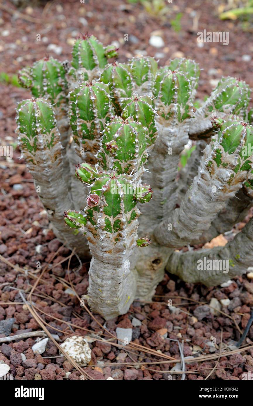 Cardon de Jandia (Euphorbia handiensis) is a cactiform shrub endemic to Fuerteventura, Canary Islands, Spain. Stock Photo