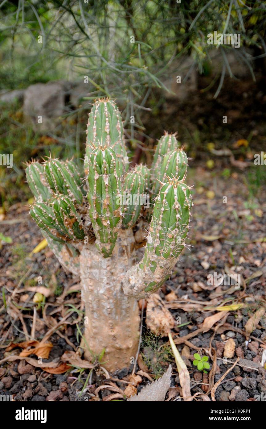Cardon de Jandia (Euphorbia handiensis) is a cactiform shrub endemic to Fuerteventura, Canary Islands, Spain. Stock Photo