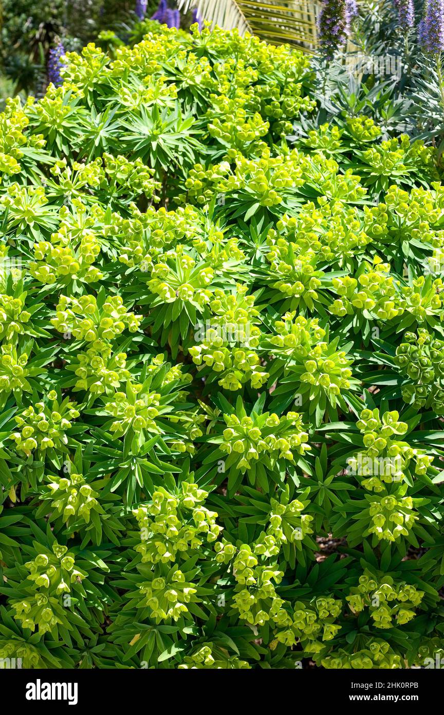 Tabaiba amarilla de La Gomera (Euphorbia lambii or Euphorbia bourgeana) is a shrub endemic to La Gomera, Canary Islands, Spain. Stock Photo