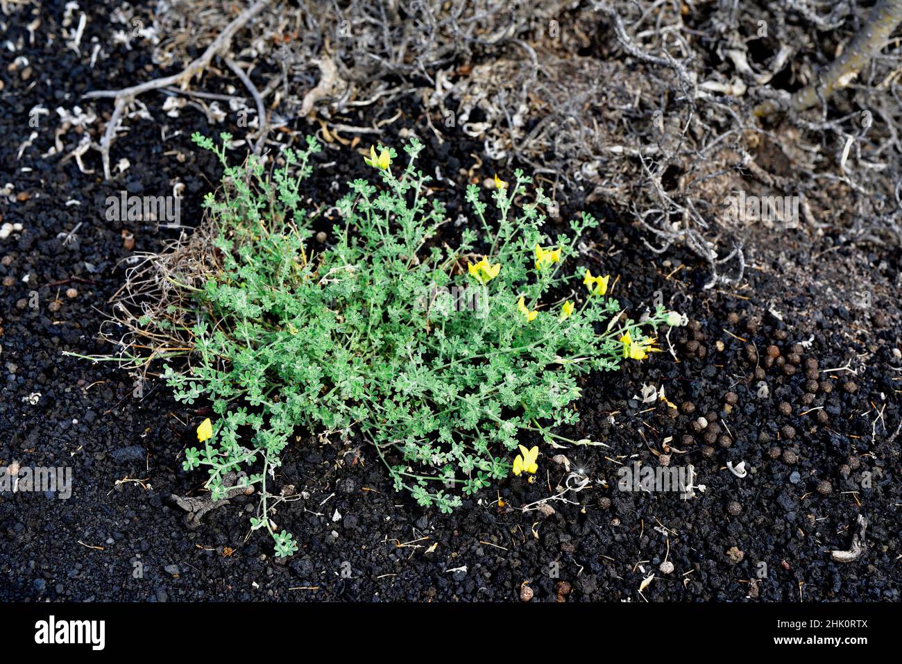Corazoncillo de La Palma (Lotus campylocladus hillebrandii) is a subshrub endemic to La Palma , Canary Islands, Spain. This photo was taken in Stock Photo