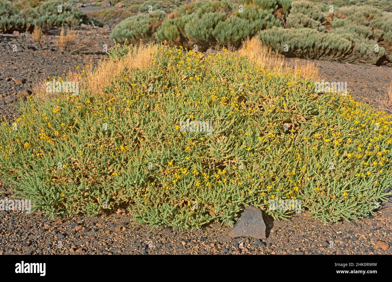 Codeso de cumbre (Adenocarpus viscosus) is a shrub endemic to Tenerife, La Gomera and La Palma. This photo was taken in Canadas del Teide National Stock Photo