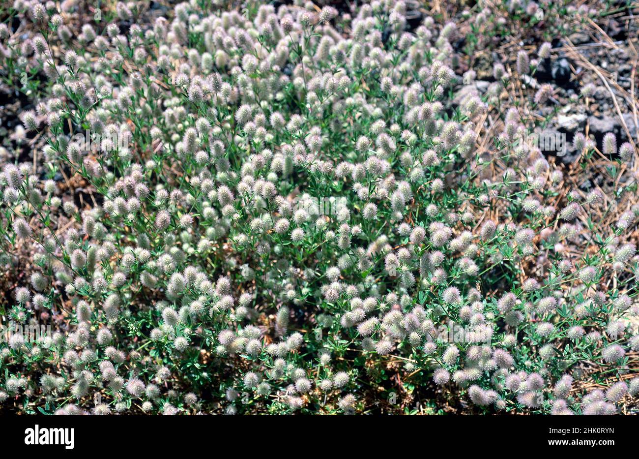 Hare's-foot clover (Trifolium arvense) is an annual or biennial plant native to Eurasia and Canary Islands. This photo was taken in El Hierro, Canary Stock Photo