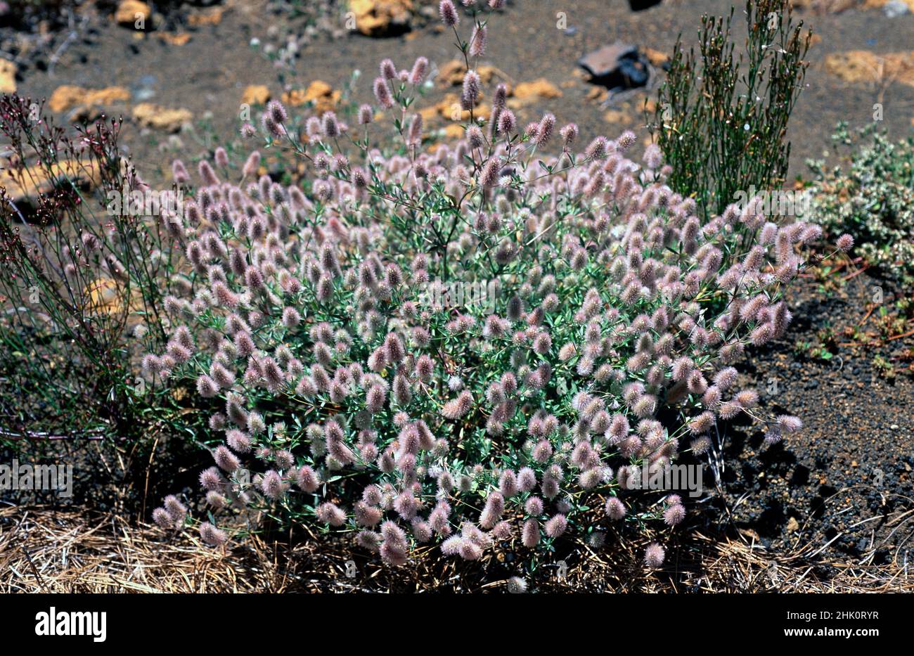Hare's-foot clover (Trifolium arvense) is an annual or biennial plant native to Eurasia and Canary Islands. This photo was taken in El Hierro, Canary Stock Photo