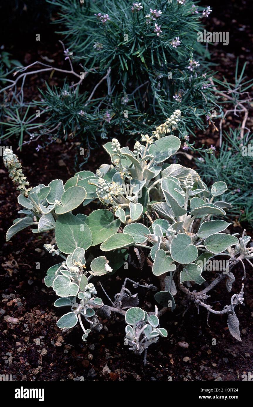 Chajorra de Daute (Sideritis cretica or Sideritis argosphacelus) is a shrub endemic to Tenerife, Canary Islands, Spain. Stock Photo