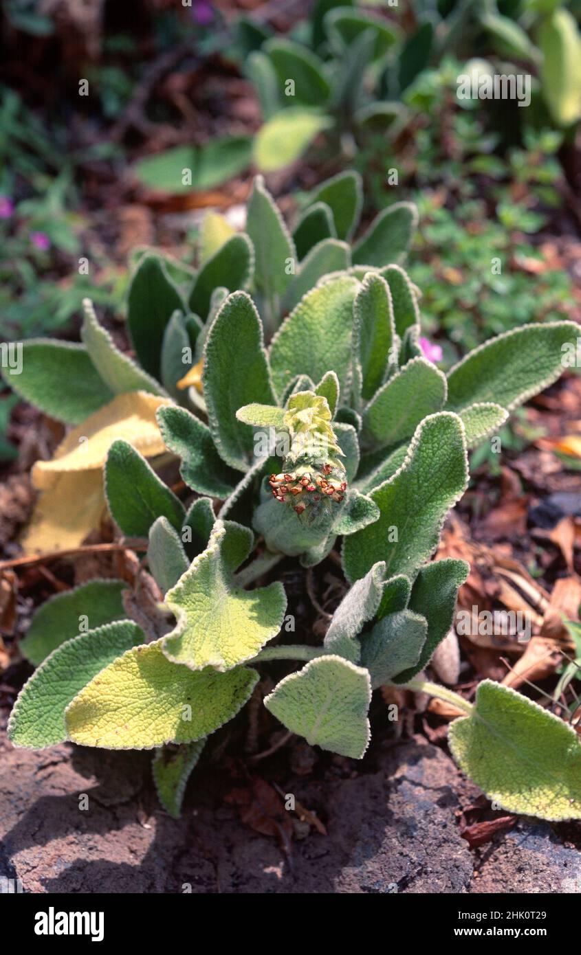 Tajora de Arure (Sideritis gomerae) is a shrub endemic to La Gomera, Canary Islands, Spain. Stock Photo