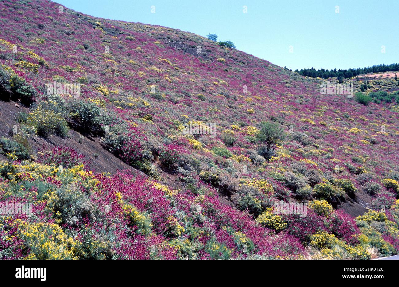 Shrubby community dominated by Canary Islands sage (Salvia canariensis). This photo was taken in Gran Canaria, Canary Islands, Spain. Stock Photo