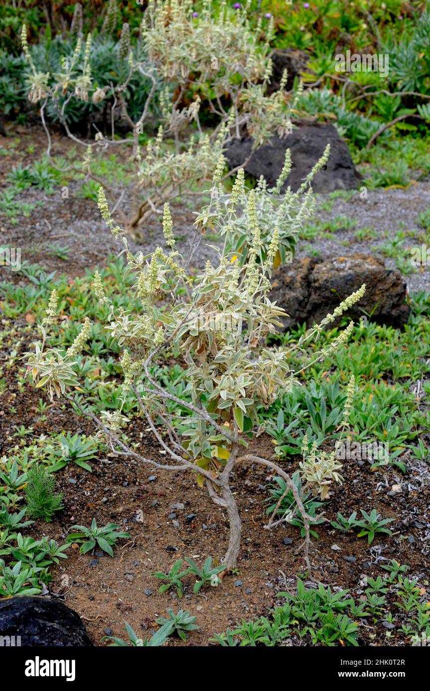 Chajorra de El Hierro (Sideritis ferrensis) is a shrub endemic to El Hierro, Canary Islnads, Spain. Stock Photo