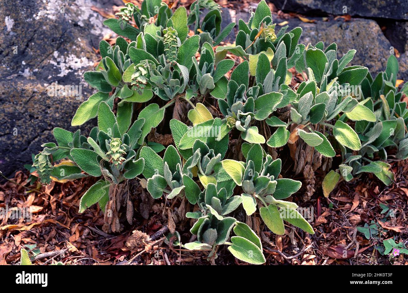 Tajora de Arure (Sideritis gomerae) is a shrub endemic to La Gomera, Canary Islands, Spain. Stock Photo