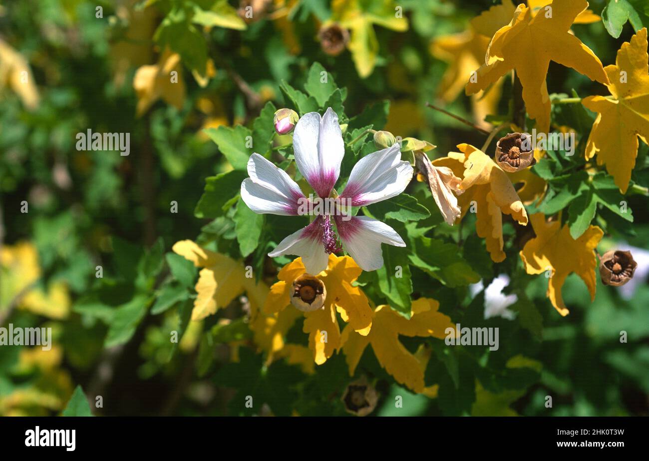 Malva de risco (Lavatera acerifolia or Malva acerifolia) is a shrub endemic to Canary Islands, Spain. Stock Photo