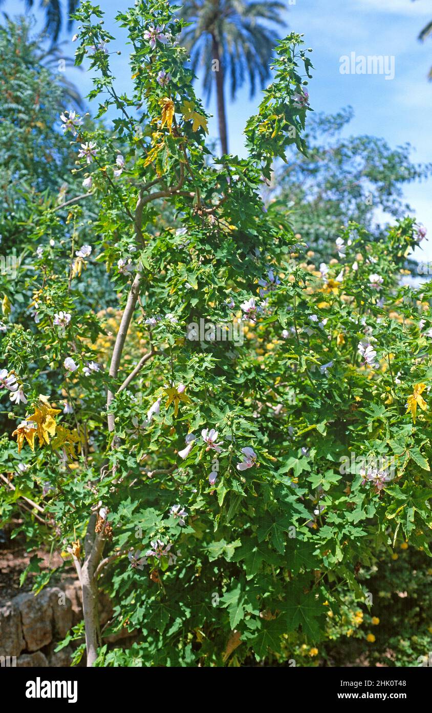 Malva de risco (Lavatera acerifolia or Malva acerifolia) is a shrub endemic to Canary Islands, Spain. Stock Photo