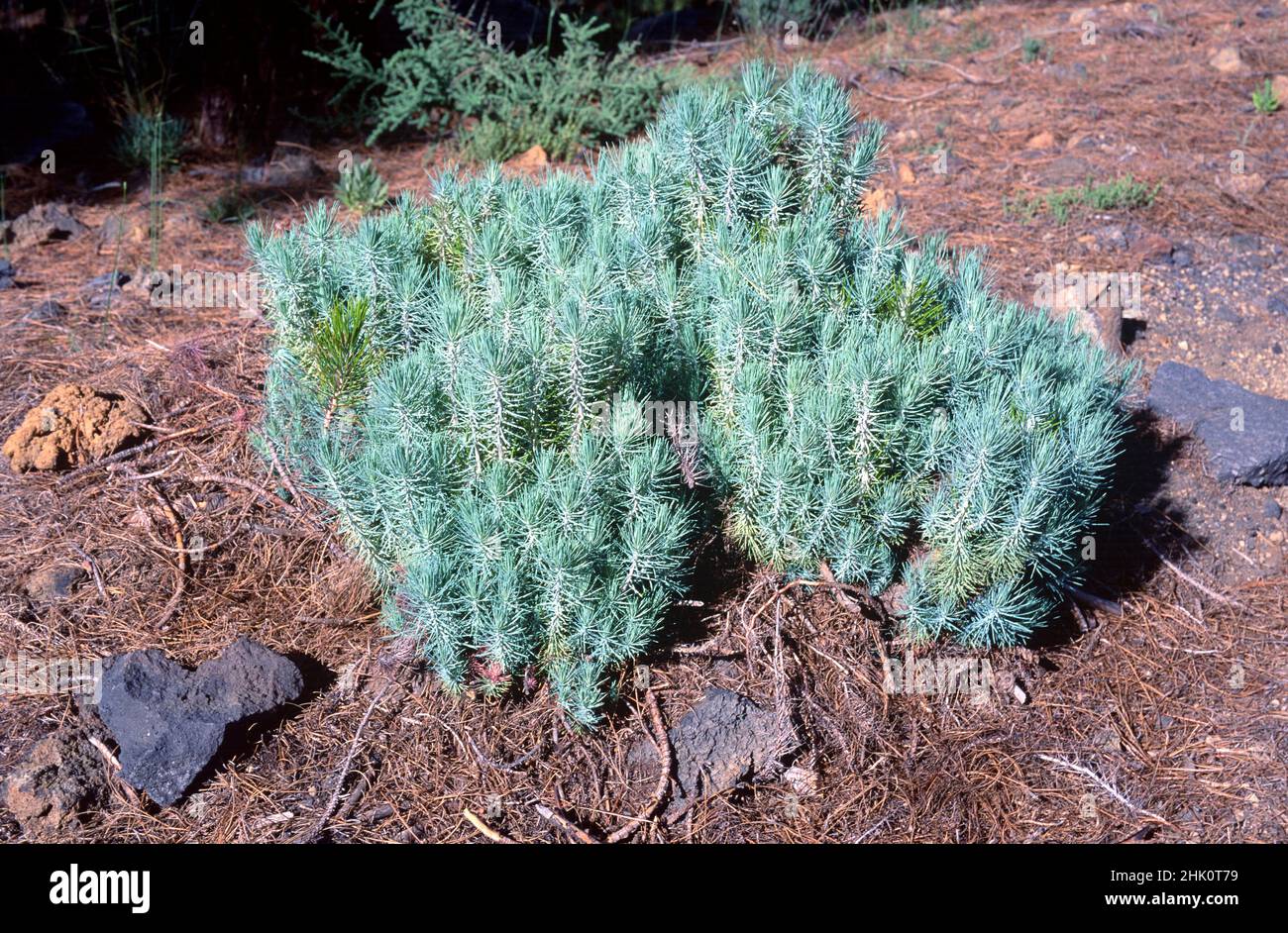 Pino canario pinus canariensis hi-res stock photography and images - Alamy