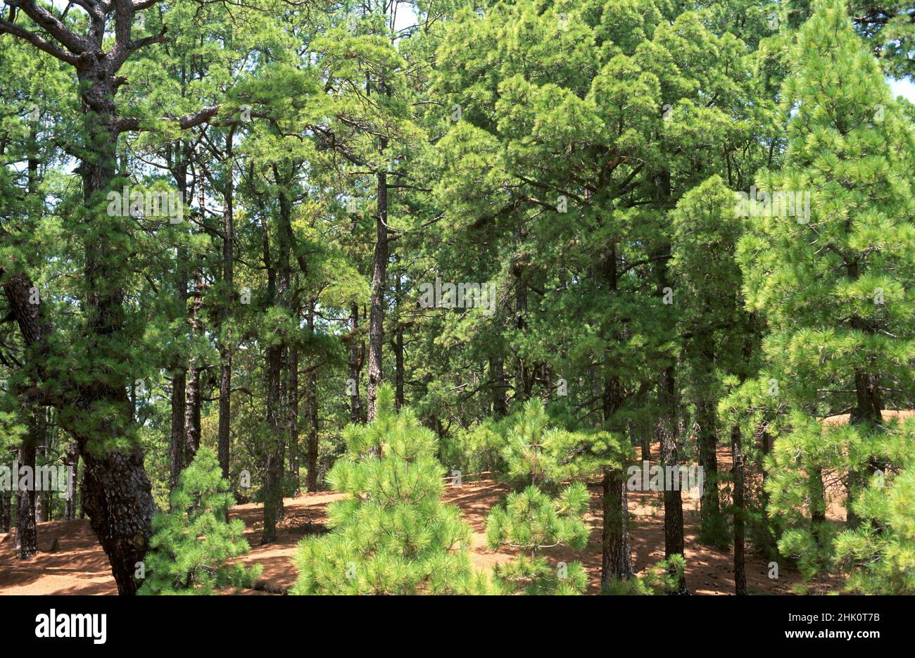 Pino canario canario pino pinus canariensis hi-res stock photography ...