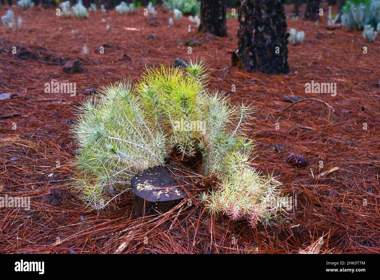 Pino canario (Pinus canariensis) is an evergreen tree endemic to Canary Islands except Lanzarote and Fuerteventura. Pine trunk sprouting. This photo Stock Photo