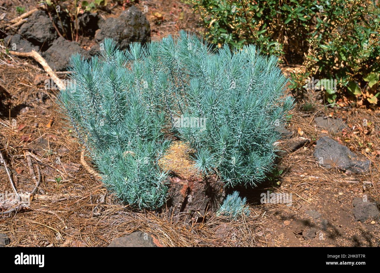 Pino canario (Pinus canariensis) is an evergreen tree endemic to Canary Islands except Lanzarote and Fuerteventura. Pine trunk sprouting. This photo Stock Photo