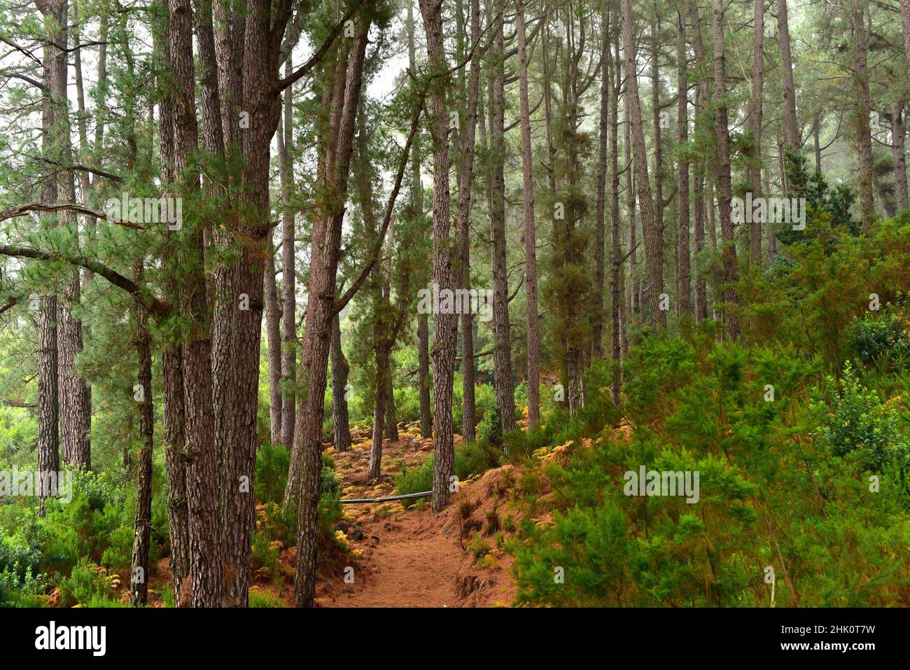 Pino canario canario pino pinus canariensis hi-res stock photography ...