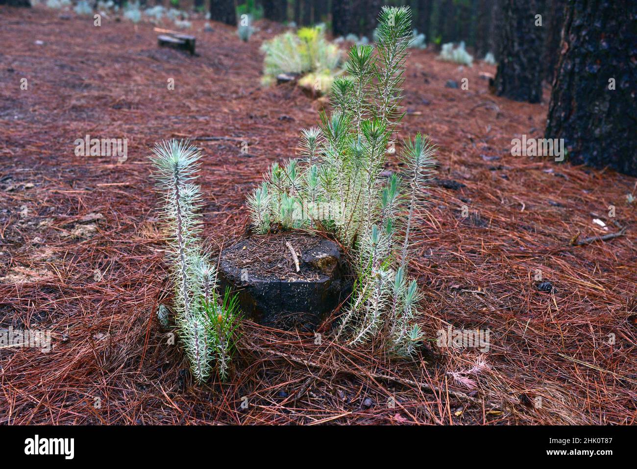 Pino canario (Pinus canariensis) is an evergreen tree endemic to Canary Islands except Lanzarote and Fuerteventura. Sprouting news pines. This photo Stock Photo