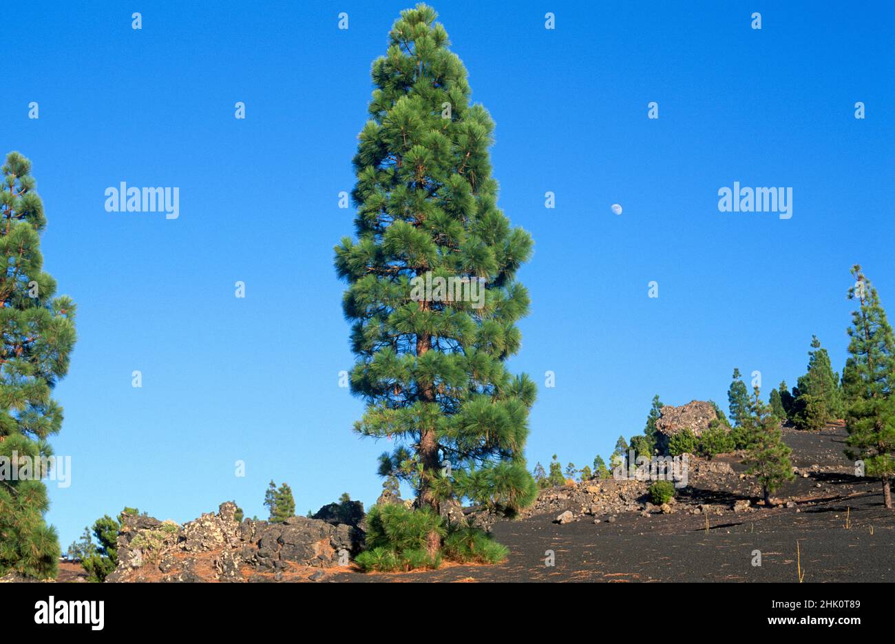 Pino canario canario pino pinus canariensis hi-res stock photography ...
