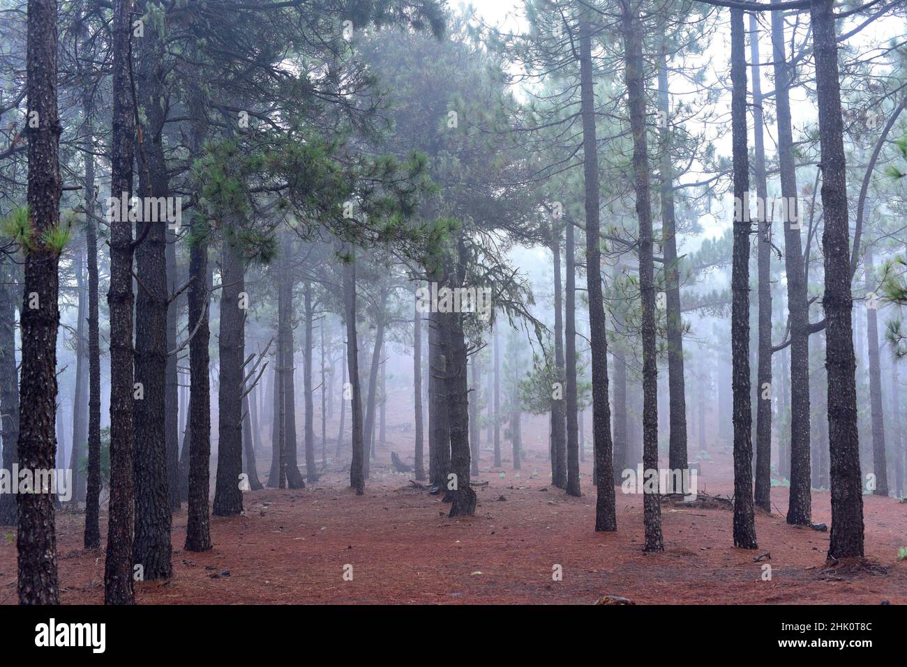 Pino canario canario pino pinus canariensis hi-res stock photography ...