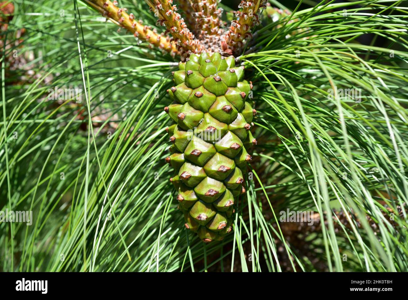 Pino canario (Pinus canariensis) is an evergreen tree endemic to Canary Islands except Lanzarote and Fuerteventura. Pinecone and leaves detail. Stock Photo