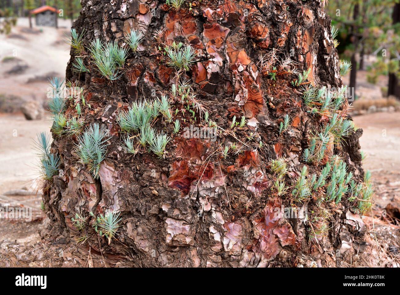 Pino canario canario pino pinus canariensis hi-res stock photography ...