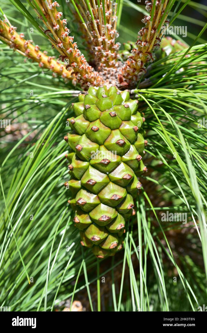 Pino canario (Pinus canariensis) is an evergreen tree endemic to Canary Islands except Lanzarote and Fuerteventura. Pinecone and leaves detail. Stock Photo