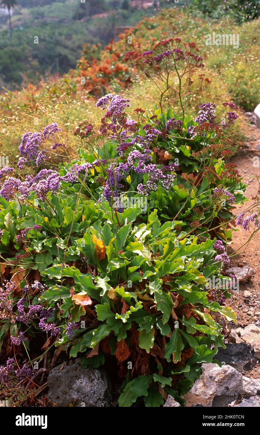 Siempreviva arborea (Limonium arborescens or Limonium arboreum) is a shrub endemic to Tenerife and naturalized in La Palma, Canary Islands, Spain. Stock Photo
