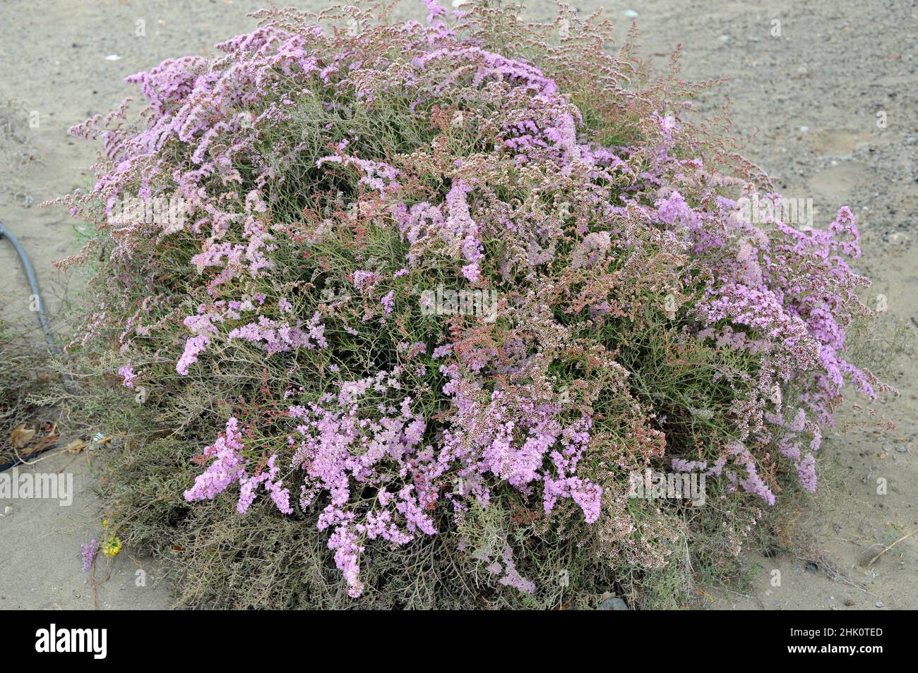 Siempreviva espinocha (Limonium tuberculatum) is a shrub native to Macaronesia, and northwestern Africa. This photo was taken in Maspalomas, Gran Stock Photo