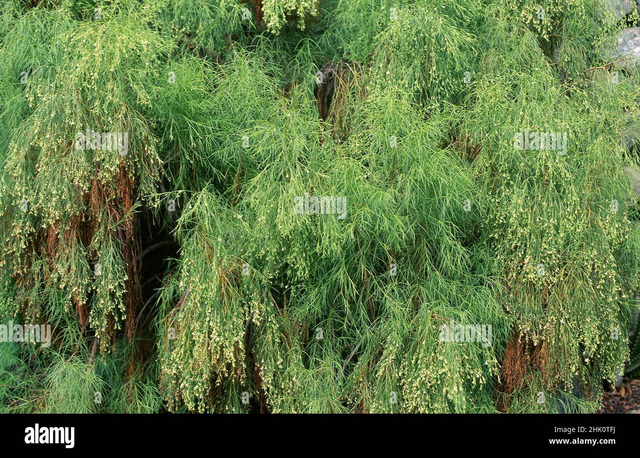 Plocama pendula hires stock photography and images Alamy
