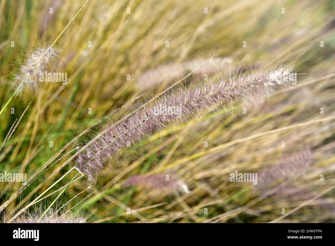 Rabo de gato (Pennisetum setaceum or Cenchrus setaceus) is a perennial herb native to east Africa, Middle East and southwestern Asia and naturalized Stock Photo
