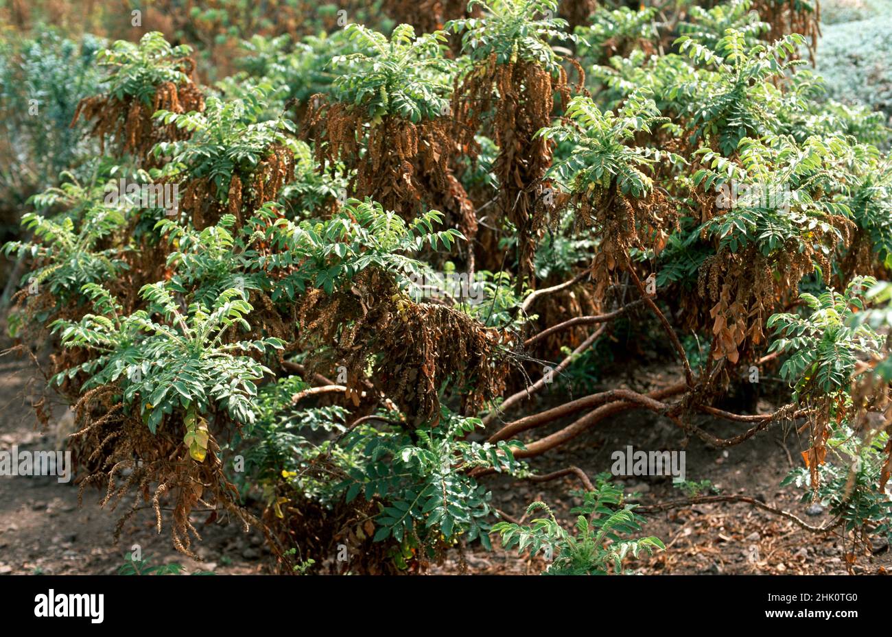 Bencomia de monte (Bencomia caudata) is a shrub endemic to Macaronesia (Gran Canaria, Tenerife, La Palma and Madeira). This photo was taken in Canary Stock Photo