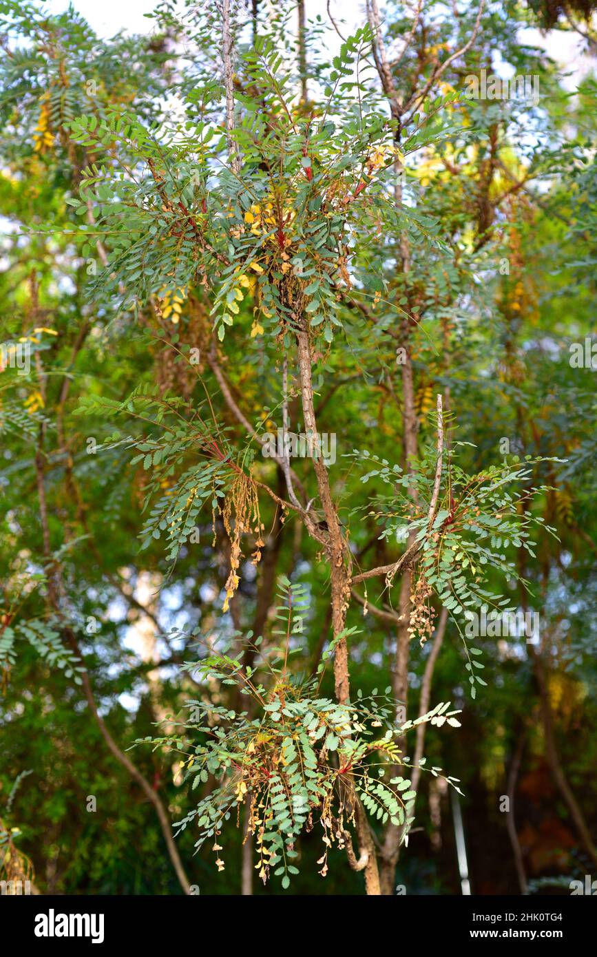 Palosangre or palo de sangre (Marcetella moquiniana) is a shrub endemic to Gran Canaria, Tenerife and La Gomera, Canary Islands, Spain. Stock Photo