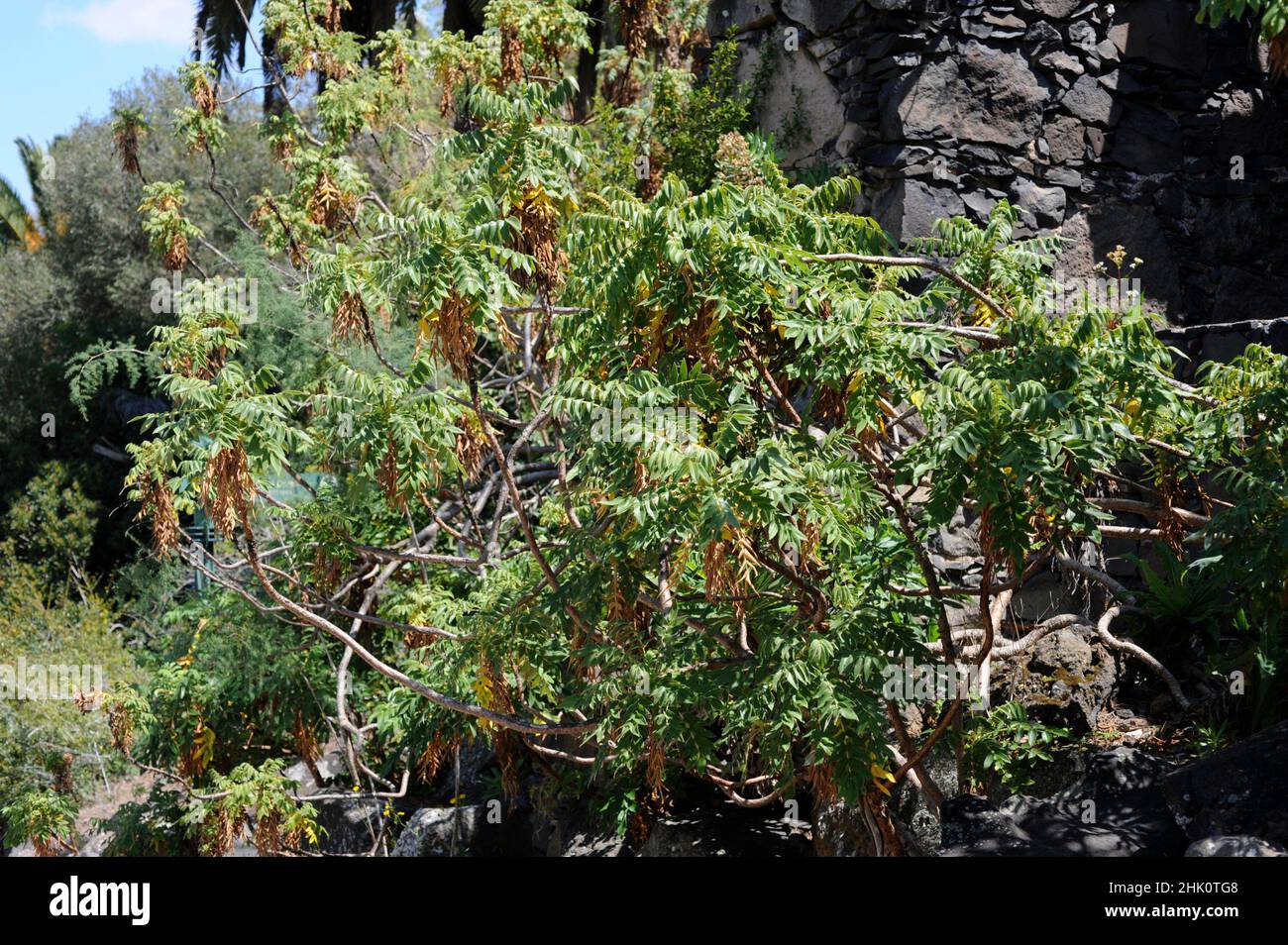 Bencomia de El Hierro (Bencomia sphaerocarpa) is an endangered shrub endemic to El Hierro, Canary Islands, Spain. Stock Photo