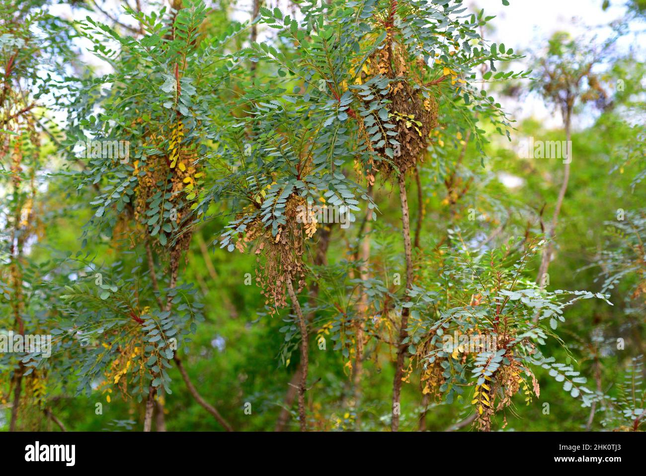 Palosangre or palo de sangre (Marcetella moquiniana) is a shrub endemic to Gran Canaria, Tenerife and La Gomera, Canary Islands, Spain. Stock Photo