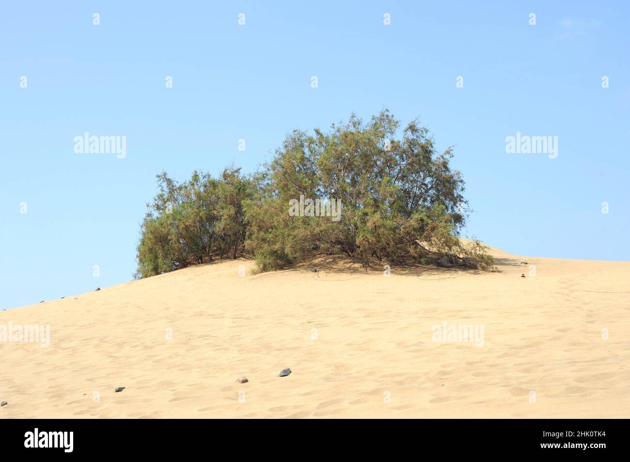 Tarajal (Tamarix canariensis) is a shrub or small tree netive to western Mediterranean basin and Canary Islands. This photo was taken in Maspalomas, Stock Photo