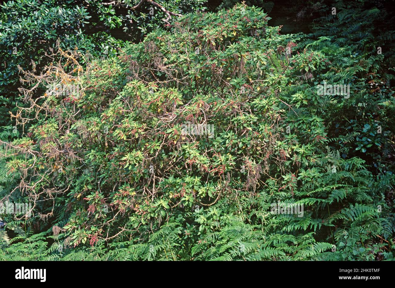 Estrelladera or ortigon de monte (Gesnouinia arborea) is a shrub endemic to Canary Islands except Lanzarote and Fuerteventura. This photo was taken Stock Photo
