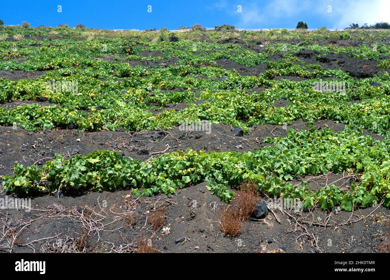 Vineyard (Vitis vinifera) in Fuencaliente, La Palma, Canary Islands, Spain. Stock Photo