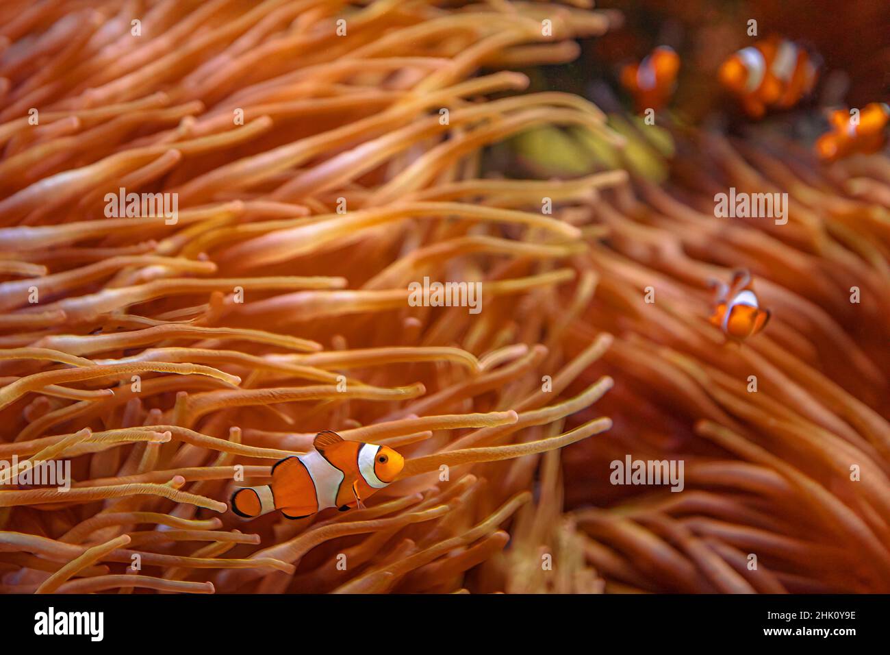 Orange Clownfishes with anemone in coral reef. Amphiprion ocellaris species living in Eastern Indian Ocean and Western Pacific Ocean, in Australia Stock Photo