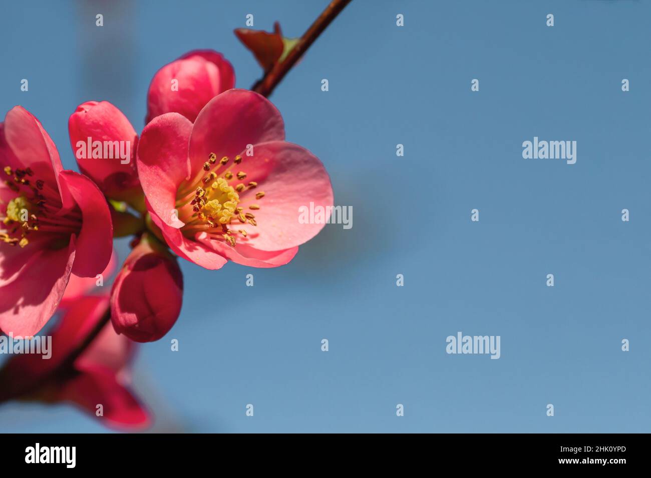 Detail of blossoming Maule's quince (Chaenomeles Japonica) deep pink colored flowers Stock Photo