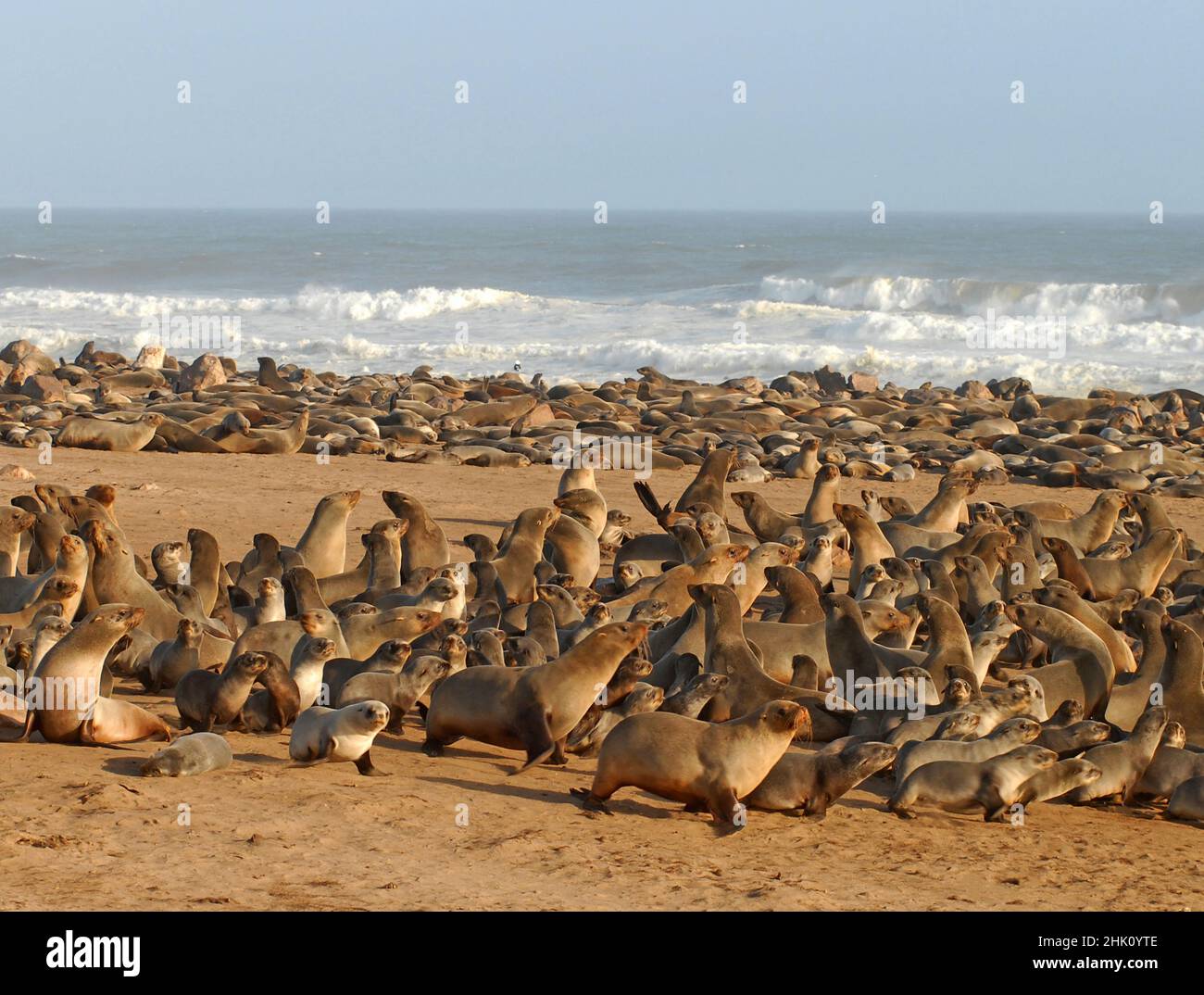 Fur seals, Cape Cross, Namibia Stock Photo