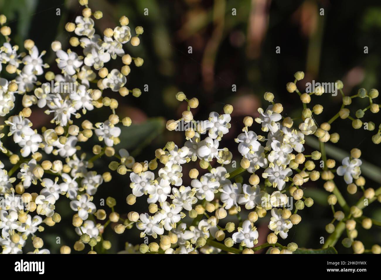 Elderberry (Sambucus nigra) white flowers close up Stock Photo Alamy