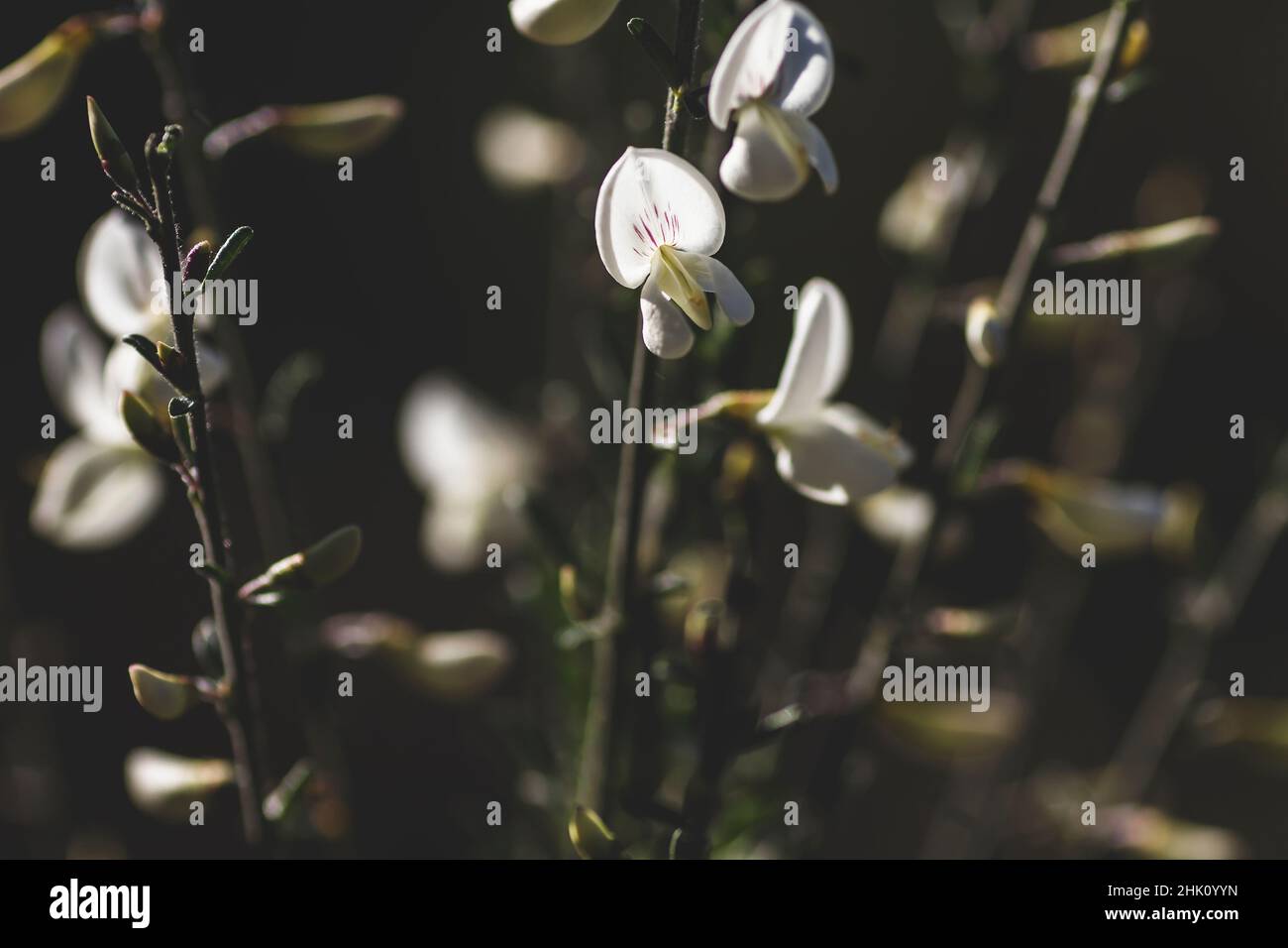 Cytisus multiflorus white broom pea-like flowers Stock Photo