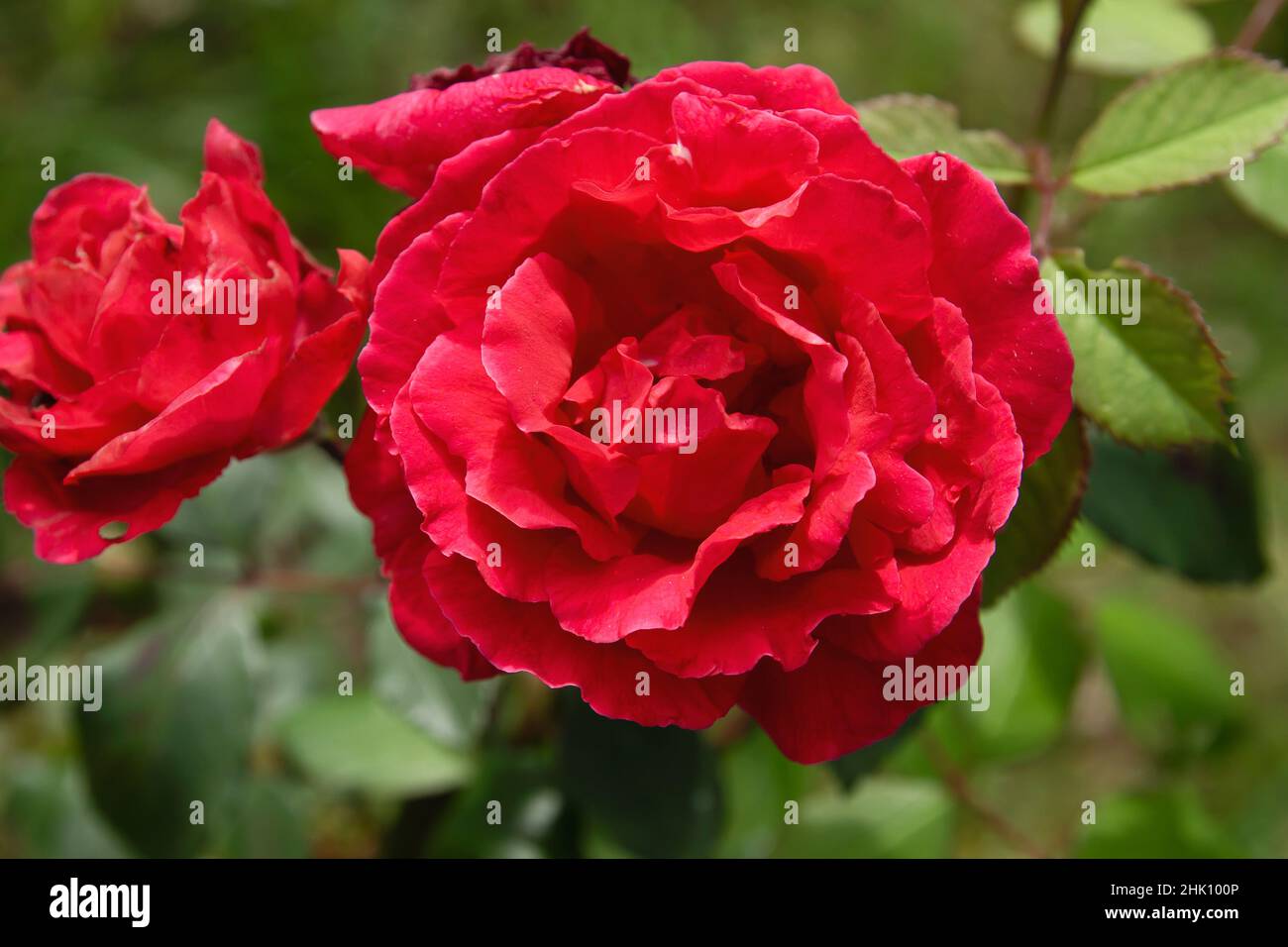 Gallic Rose (Rosa Gallica) crimson red colored flower Stock Photo