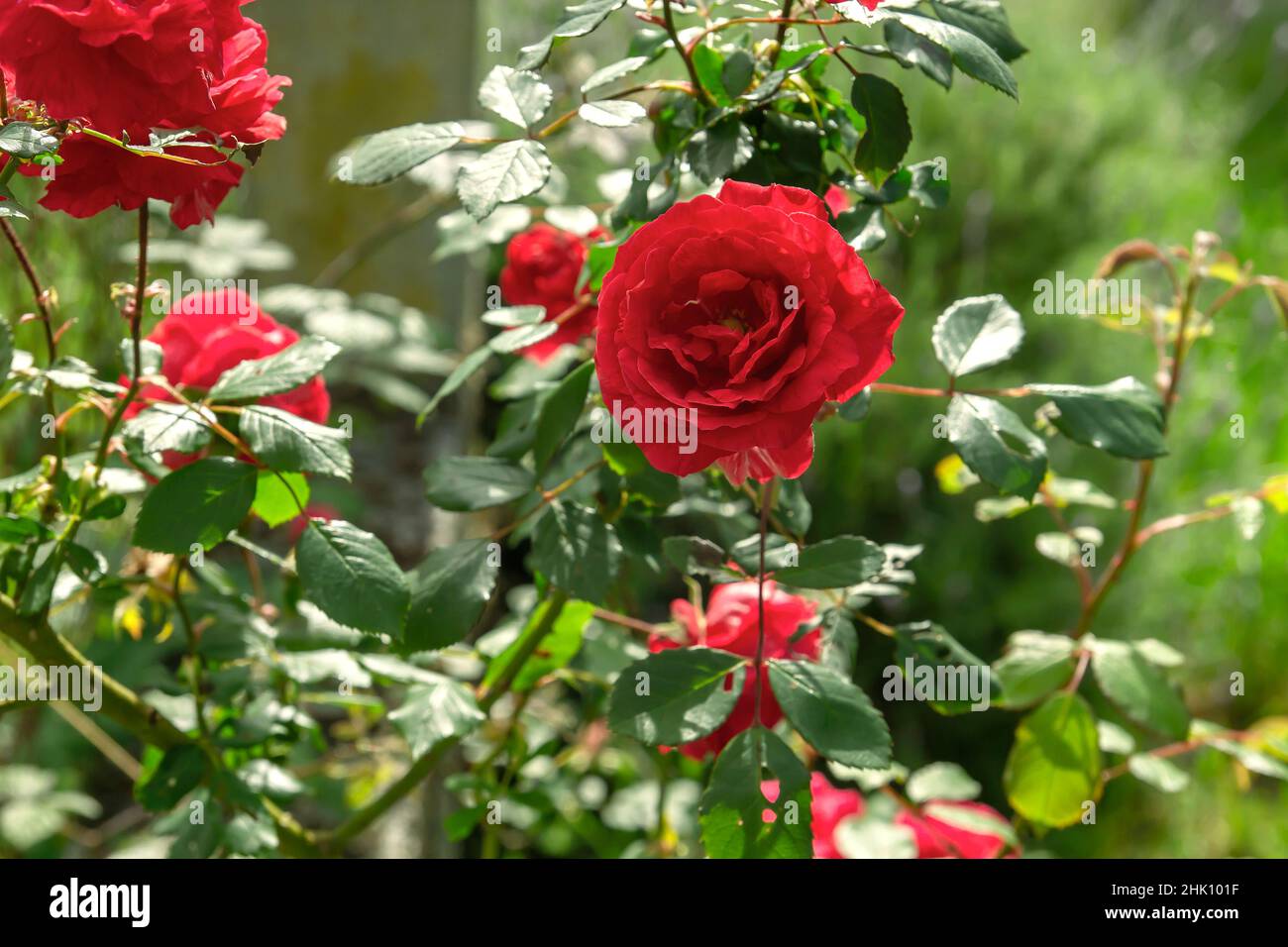 Apothecary Rose (Rosa Gallica) crimson red colored flower Stock Photo