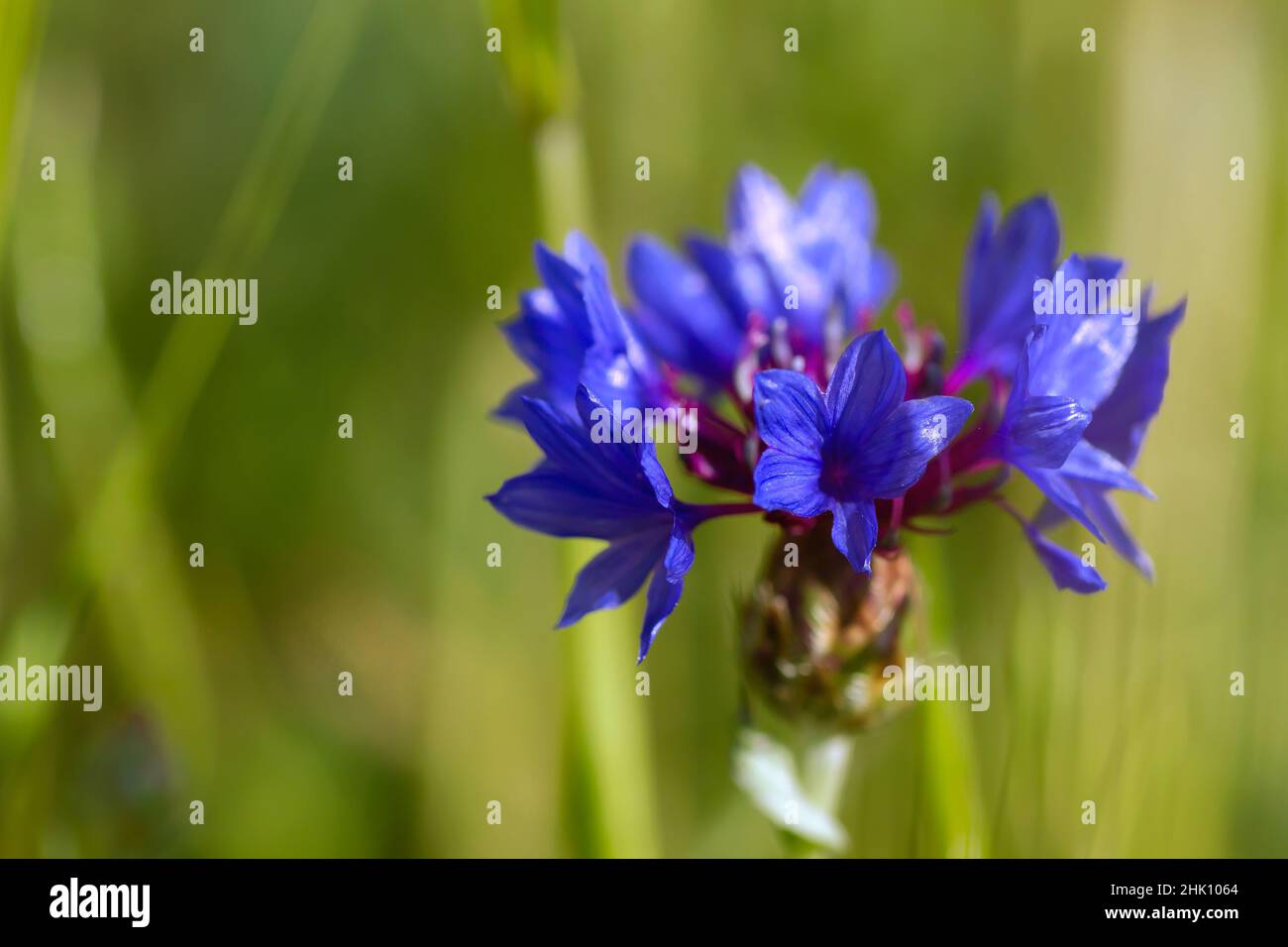 Bachelor's button (Centaurea cyanus) blue purplish flower blooming Stock Photo