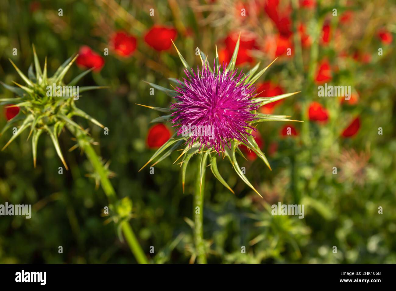 Marian thistle (Silybum marianum) puple flower blooming in spring, top view Stock Photo