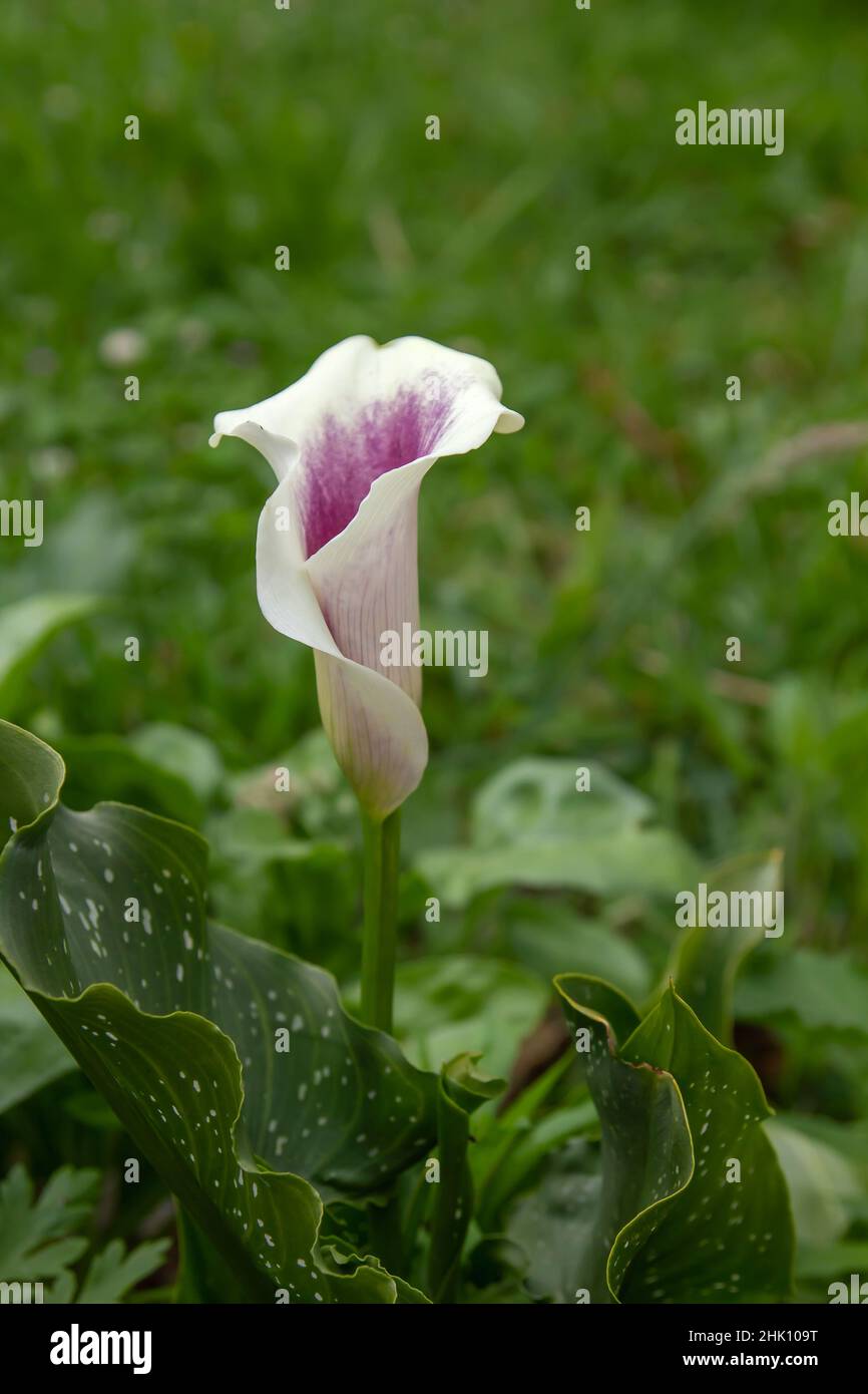 Zantedeschia aethiopica (Calla lily) purple flower Stock Photo