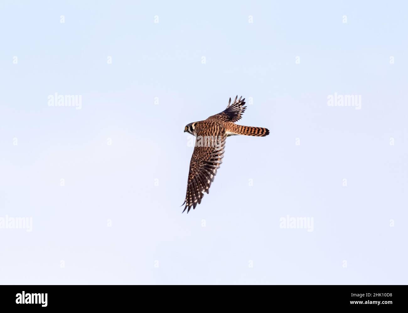 A female American Kestrel, maneuvering a turn and showing its pretty, barred feather pattern. Stock Photo