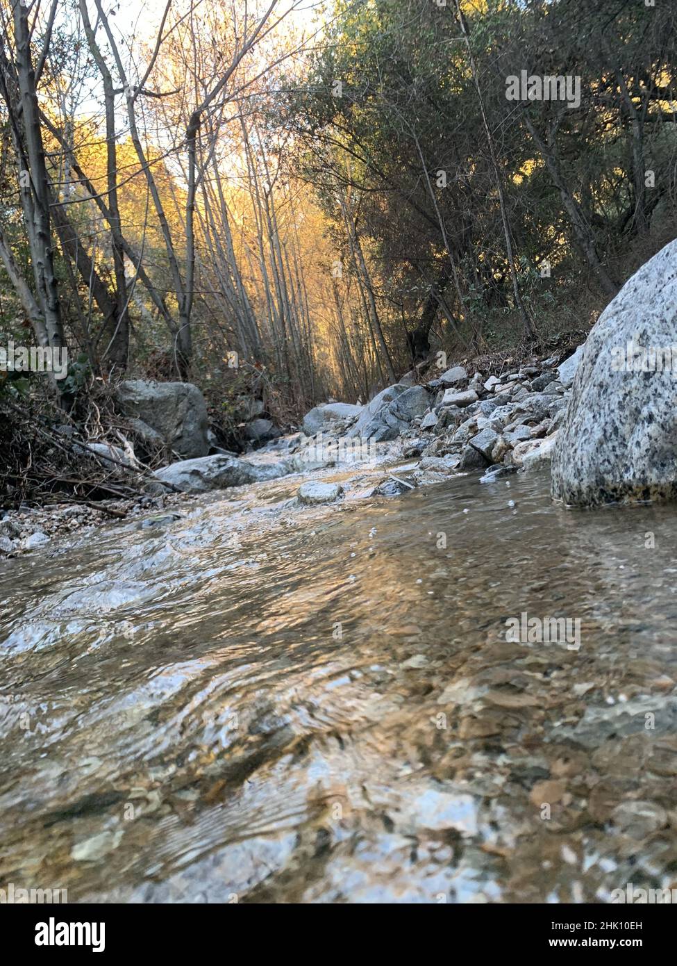 Serene landscape of a stream flowing in the woods at dawn Stock Photo ...