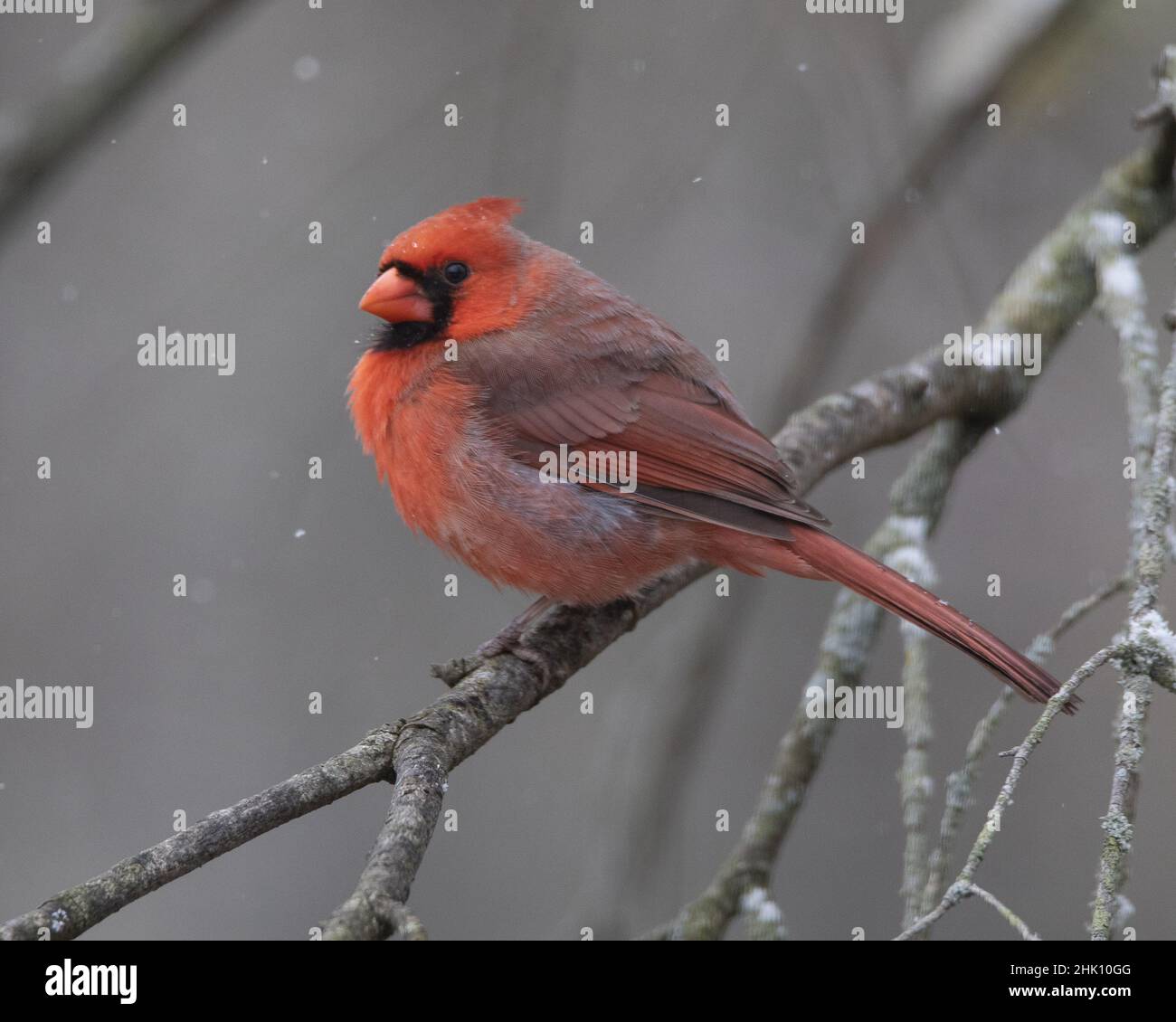 Closeup shot of a red cardinal bird perched on a branch of a tree Stock ...