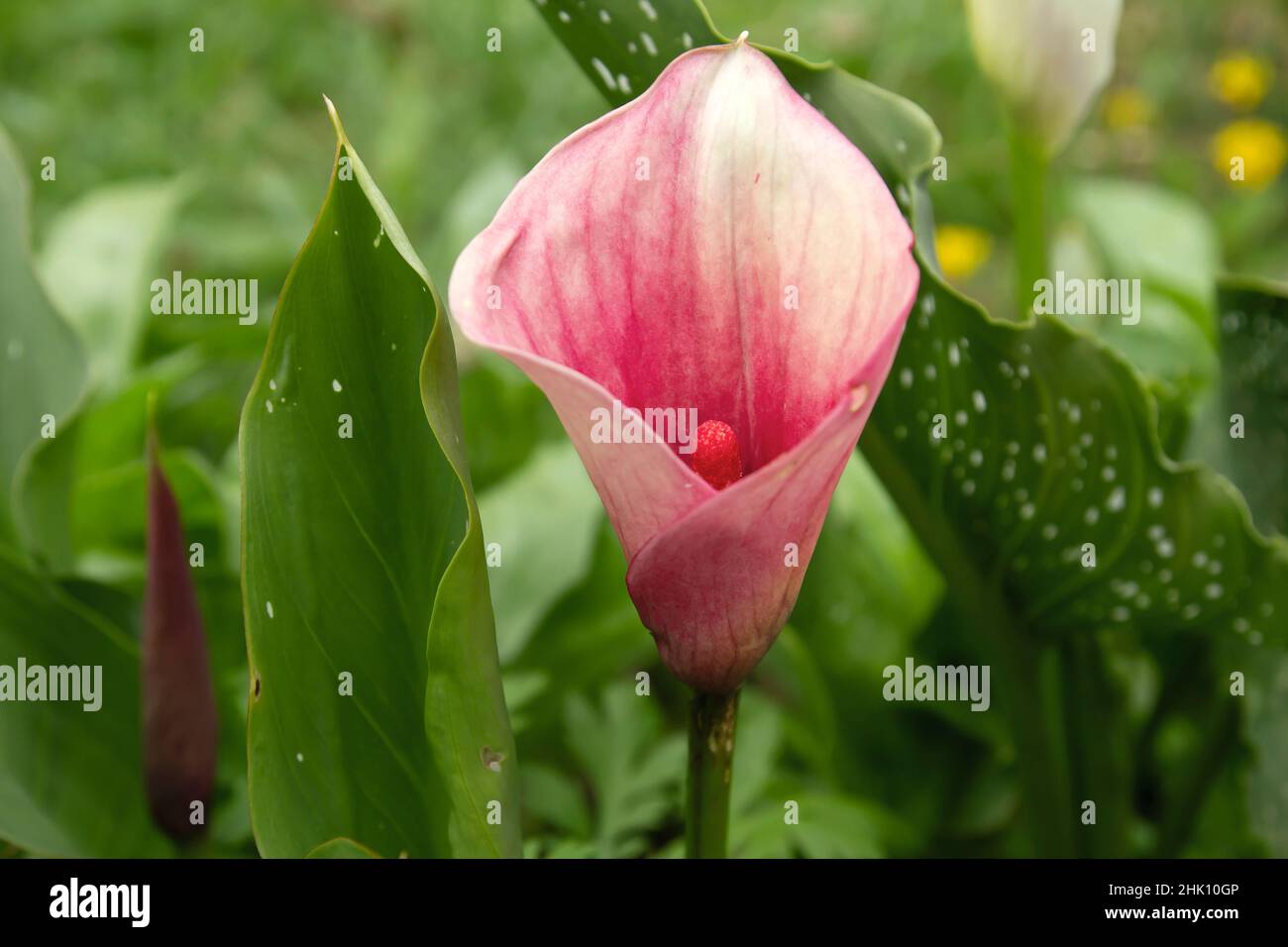 Zantedeschia aethiopica (Calla lily) pink flower Stock Photo